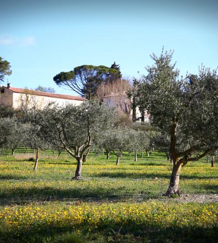 Notre production d’huile d’olive 