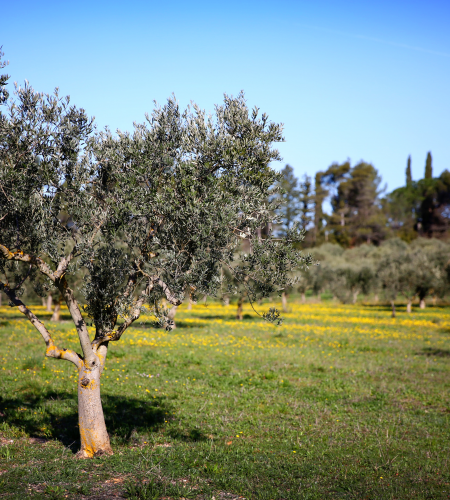 Notre production d’huile d’olive 
